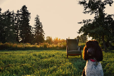 black dog on green lawn thumbnail