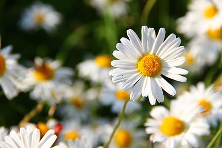 shallow focus photo of white and yellow daisies thumbnail