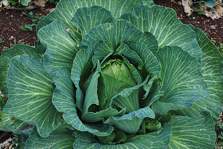 green cabbage thumbnail