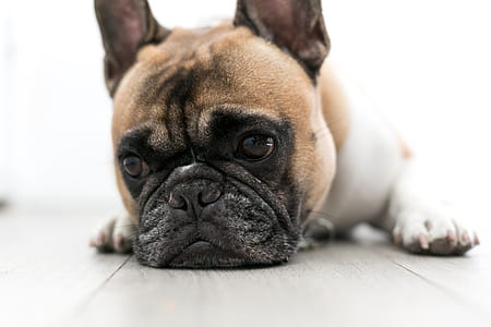 Sad Dog Photo thumbnail