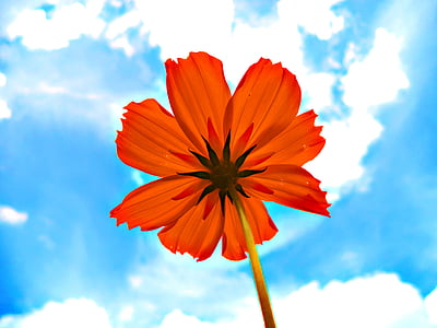 low angle photo of orange cosmos flower thumbnail