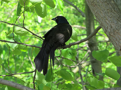 black crow thumbnail