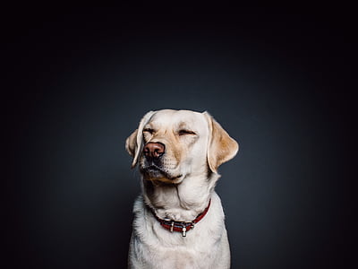 yellow Labrador retriever thumbnail