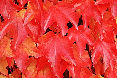 red maple leaf illustration thumbnail