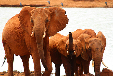 three brown elephants standing near body of water during daytme thumbnail