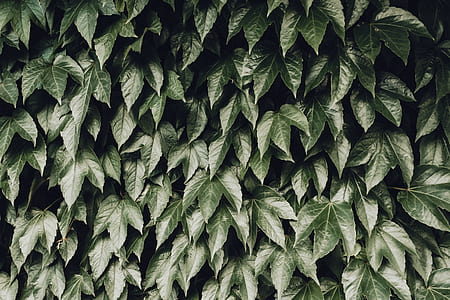 bush of green leafed plants thumbnail