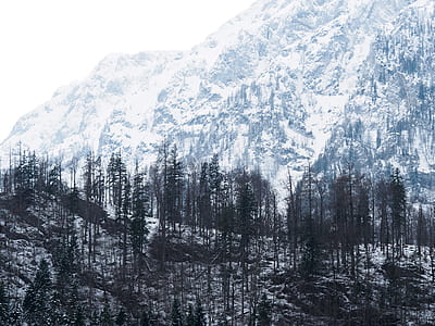 field of trees near mountain thumbnail