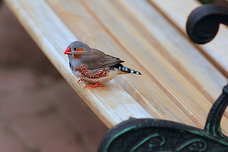 gray and brown bird on brown wooden bench thumbnail