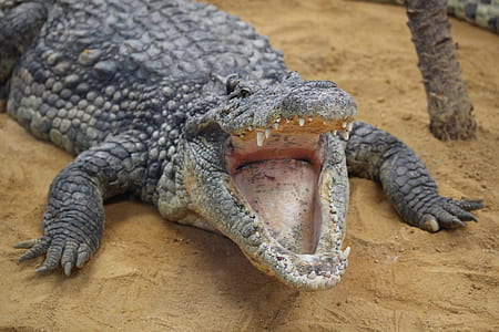 grey alligator opening its mouth thumbnail