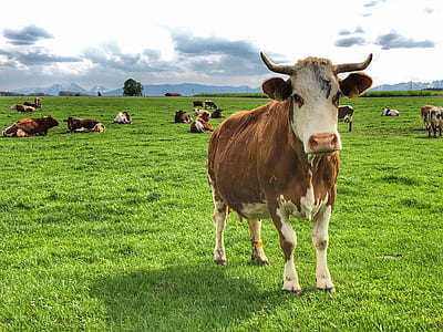 herd of cows on green field thumbnail