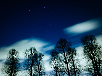 time lapse photo of trees thumbnail