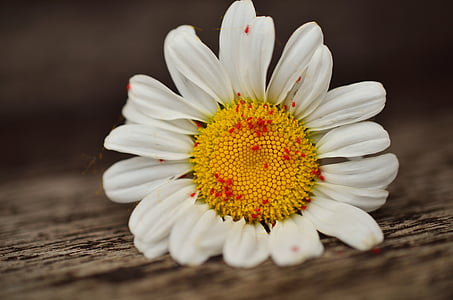 close up photo of white and yellow daisy flower thumbnail