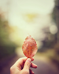 brown dried leaf thumbnail