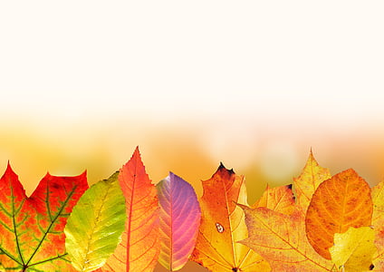 brown leaves thumbnail