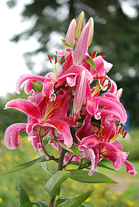 pink stargazer lilies in bloom close up photography thumbnail