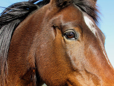 brown horse thumbnail