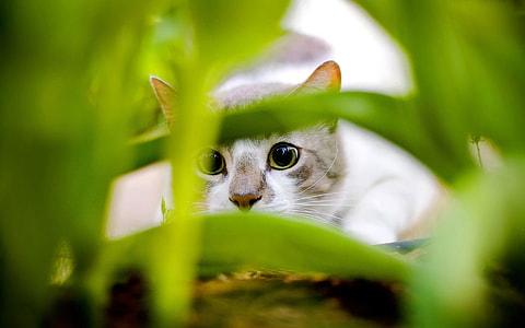 Cat Peering through Leaves thumbnail