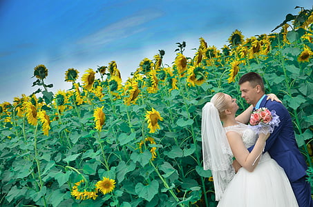 bride and groom photo near sunflowers thumbnail