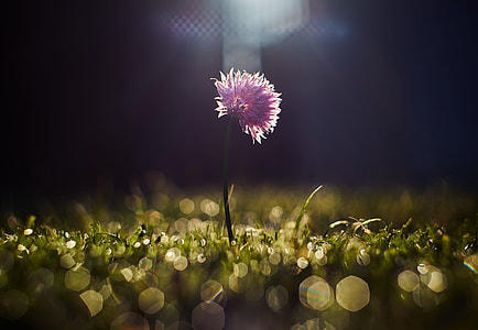 closeup photography of pink petaled flower thumbnail