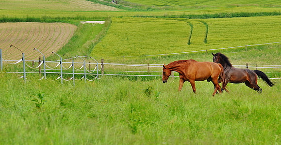 two brown horses on grassfield during daytime thumbnail