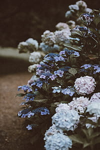 baby's breath flowers thumbnail