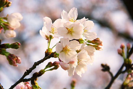 shallow focus of white flowers thumbnail