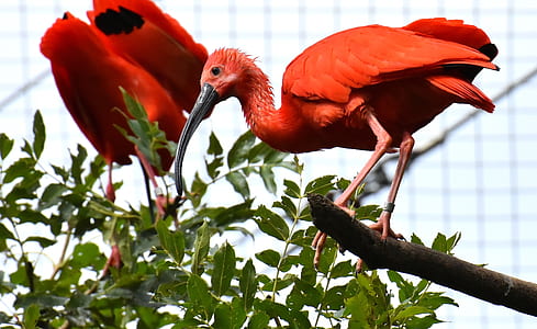 three red birds on tree branch thumbnail