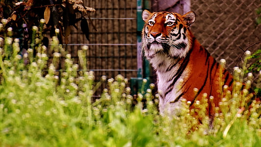 orange and white tiger thumbnail