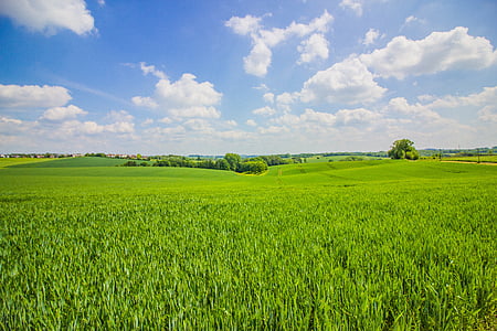 green grass field thumbnail