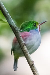 green and white short-beak bird perched on tree branch thumbnail