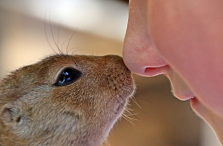 person and squirrel thumbnail