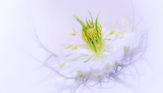 green flower bud in closeup phtography thumbnail