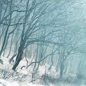 photo of trees during snow daytime thumbnail