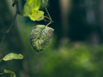 green leaves thumbnail