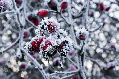 selective focus photo of red and white fruits thumbnail