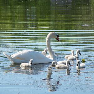 flock of swans on body of water thumbnail
