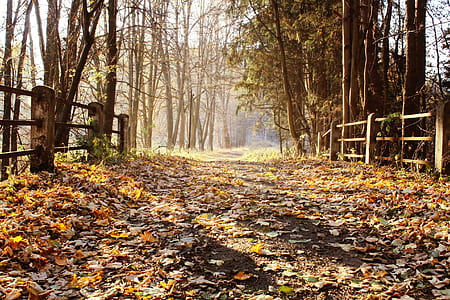 landscape photography of forest thumbnail