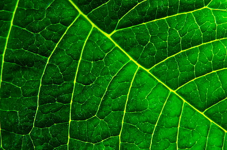 closeup photo of green leaf thumbnail