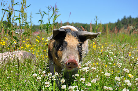 adult black and tan pig on garden thumbnail