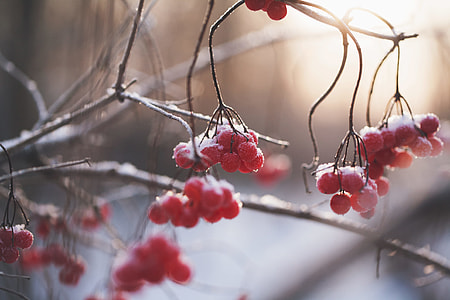 selective focus photo of red raspberries thumbnail