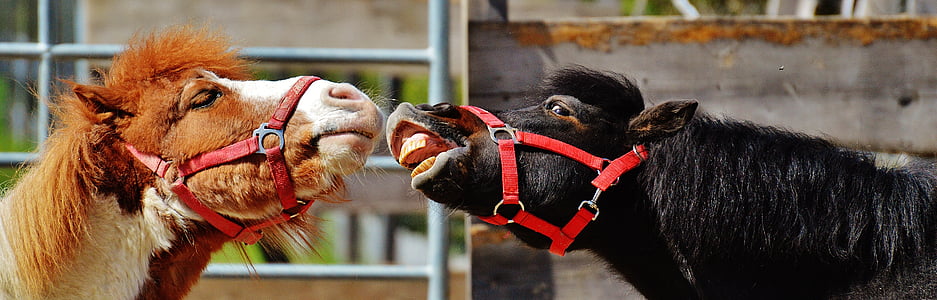 shallow focus photography of brown and black horses thumbnail
