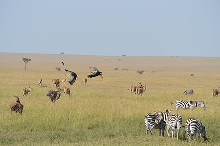 group of zebra eating grass thumbnail