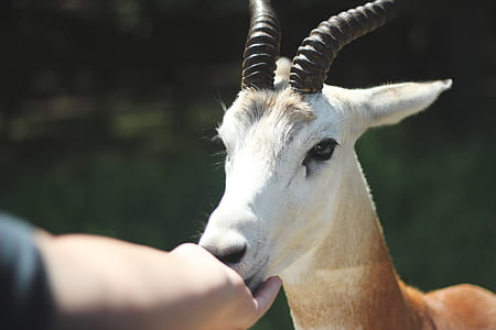 person touching mammal's mouth thumbnail