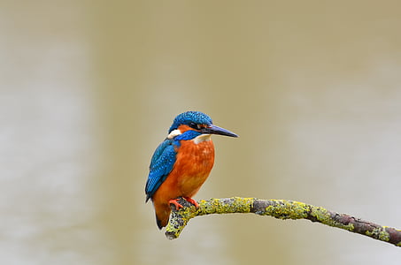 orange and blue bird on green tree trunk thumbnail