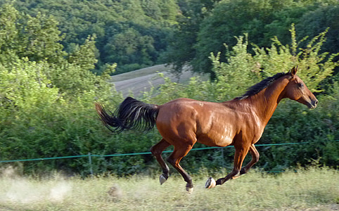 brown horse running thumbnail