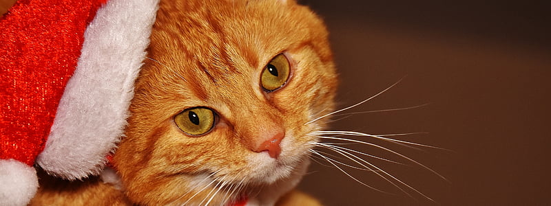 orange tabby cat in red Santa Claus hat thumbnail
