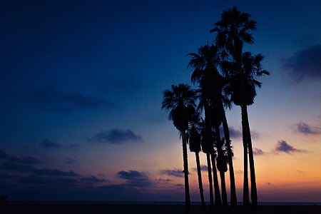 sunset palm painting thumbnail