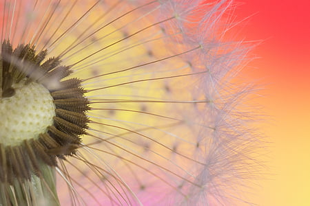 close-up photo of white dandelion thumbnail