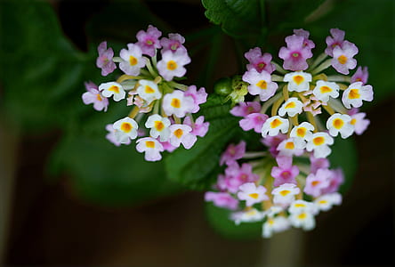 Purple and White Flower Photo thumbnail