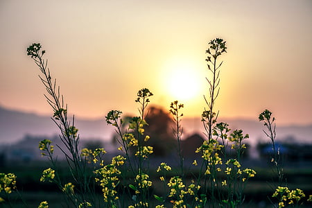 yellow flowers on bloom during golden hour thumbnail